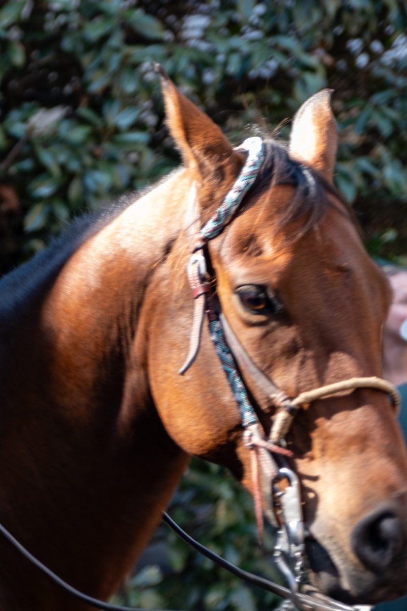 Bay thoroughbred in a bridle